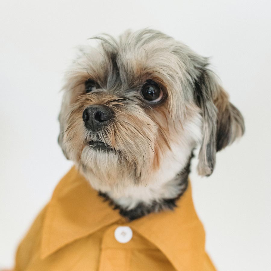 Dog Grooming Scissors